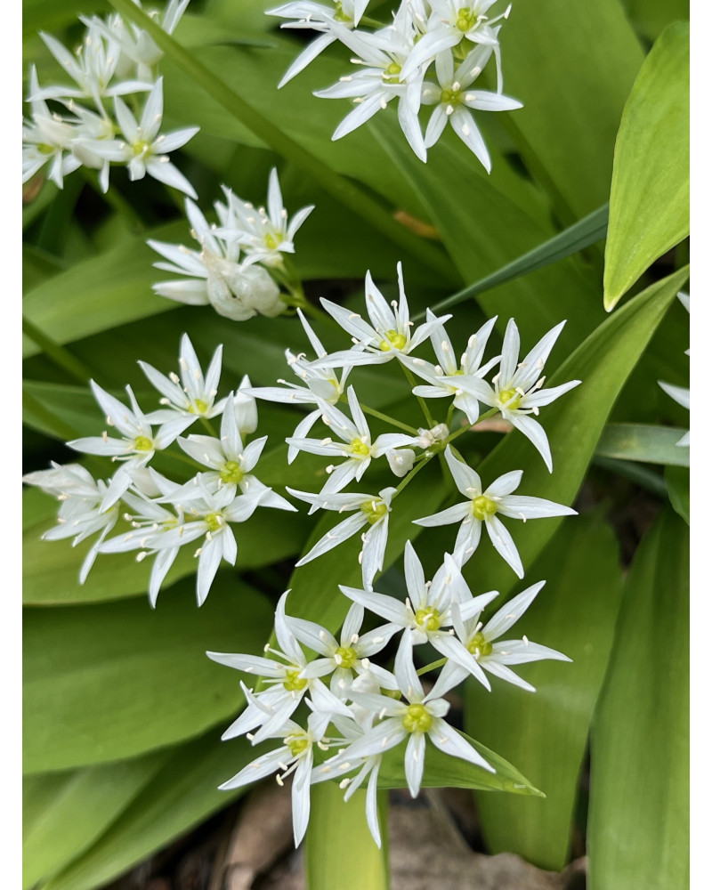 Bärlauch, Allium ursinum Pflanze