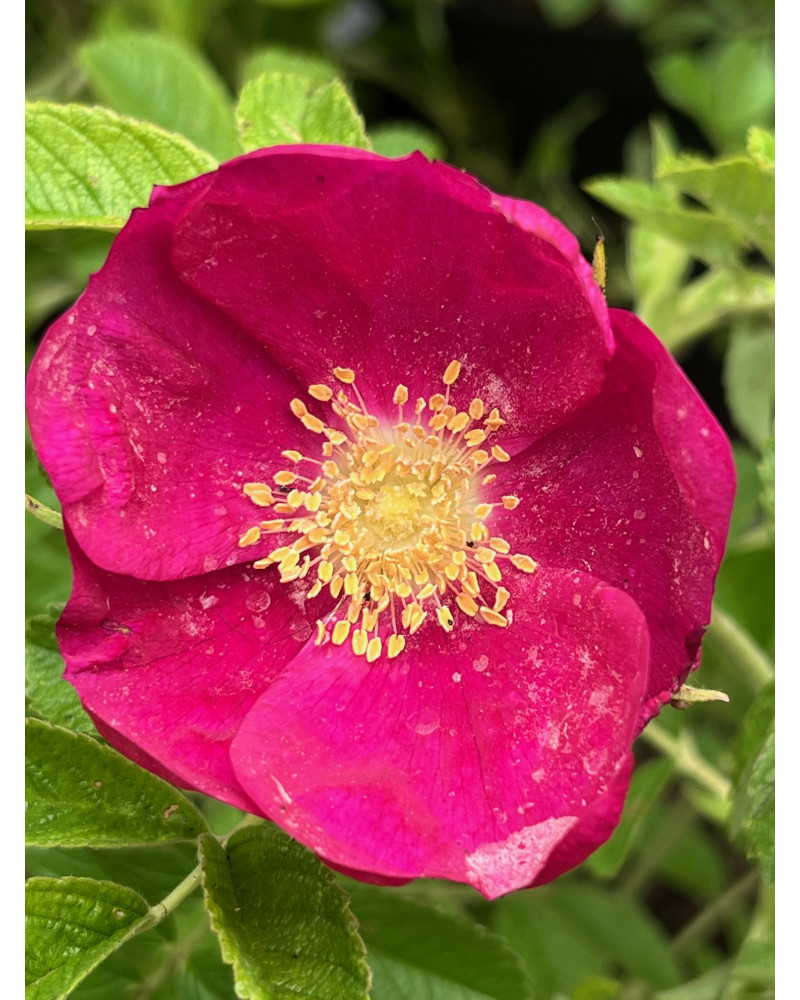 Bodendeckerrose Ice Davos