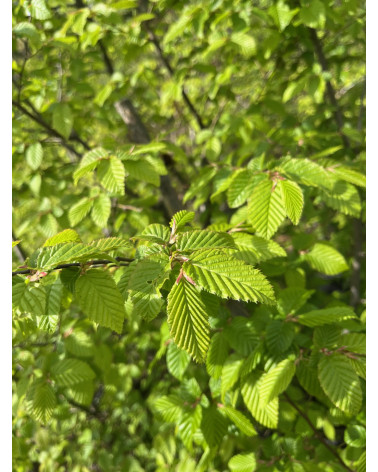 Carpinus betulus