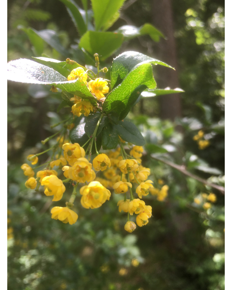 Einheimische Berberitze, Berberis vulgaris Pflanze