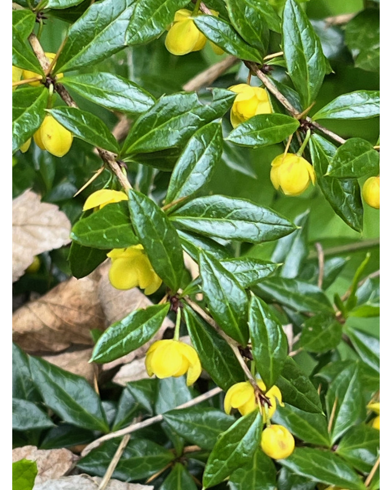 Berberis verruculosa, Warzen-Berberitze