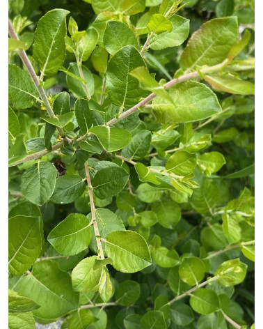 Salix nigricans, Schwarze Weide