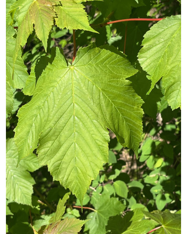 Bergahorn, Acer pseudoplatanus
