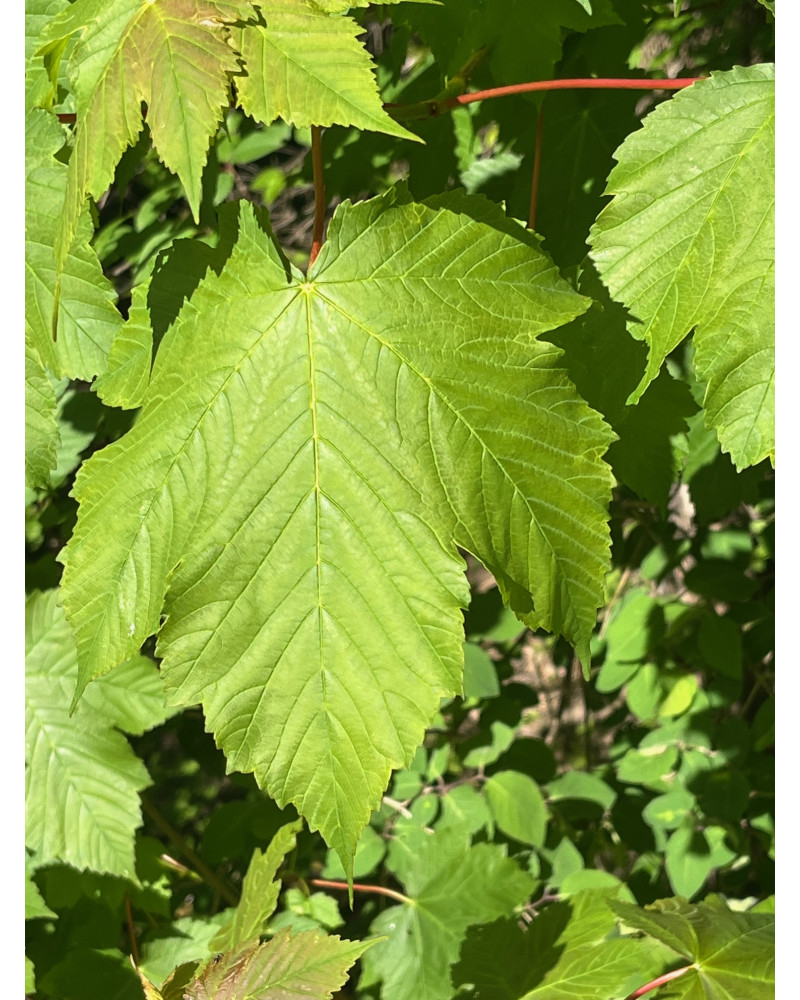 Bergahorn, Acer pseudoplatanus