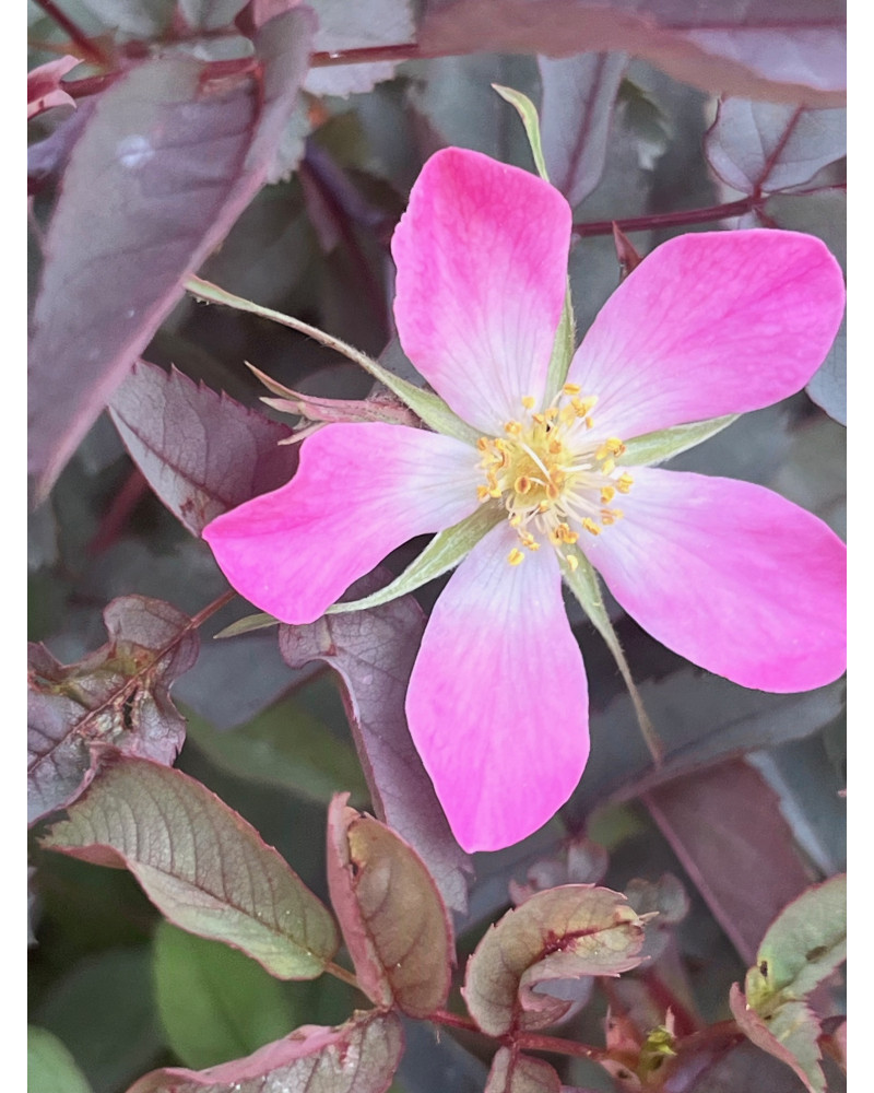 Rosa glauca, Blaubereifte Rose
