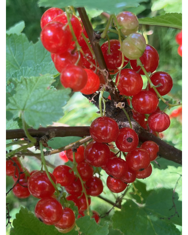 Johannisbeere, Ribes Jonkher van Tets
