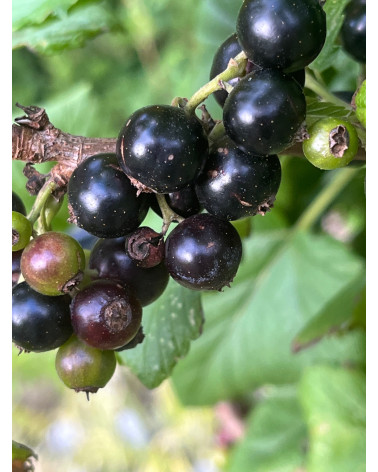 Johannisbeere Titania, Casis schwarz
