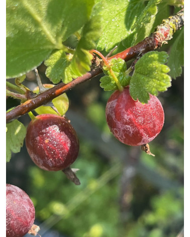 Stachelbeere Hinnonmaeki rot
