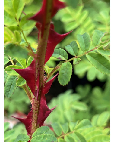 Rosa omeiensis Pteracantha