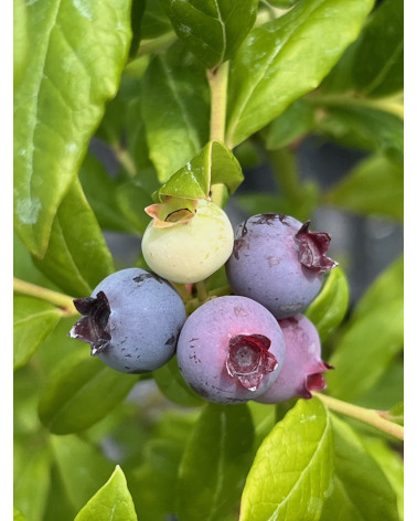 Heidelbeere Blue Crop