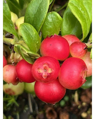 Vaccinium vitis-idaea, Preiselbeere Koralle