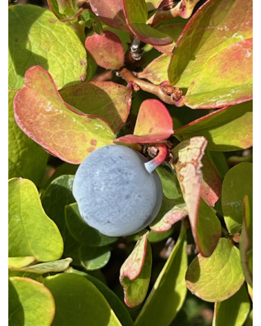 Vaccinium gaultherioides Typ Flüela, Rauschbeere