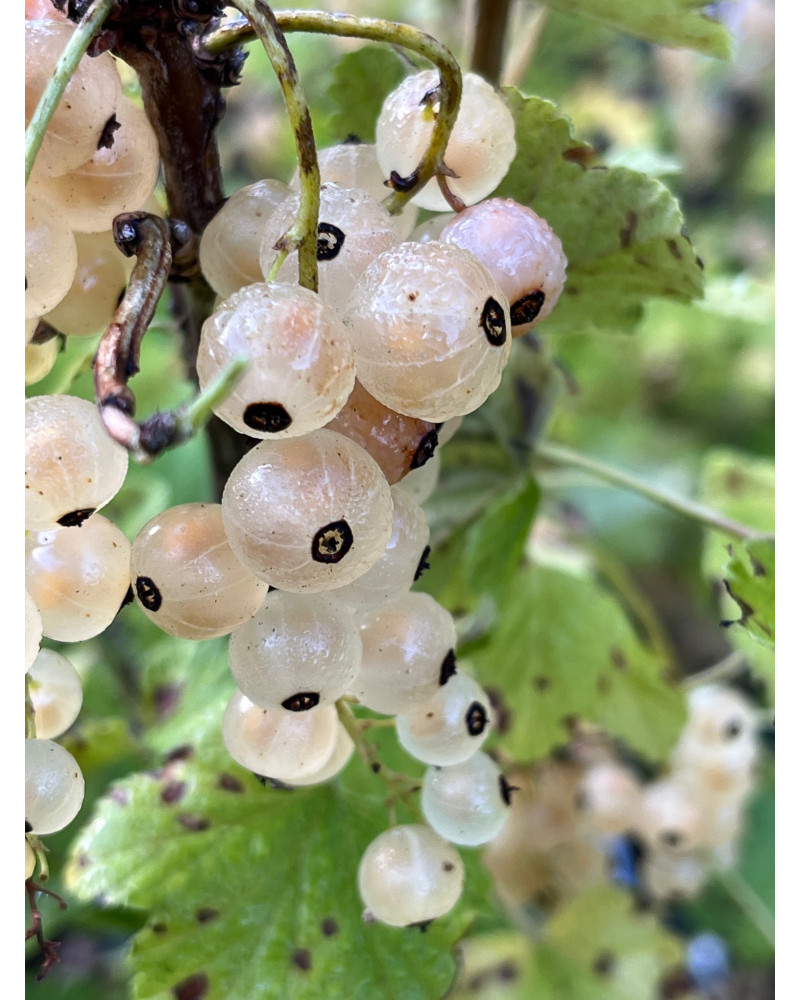 Ribes Weisse Versailler Ribes Weisse Versailler