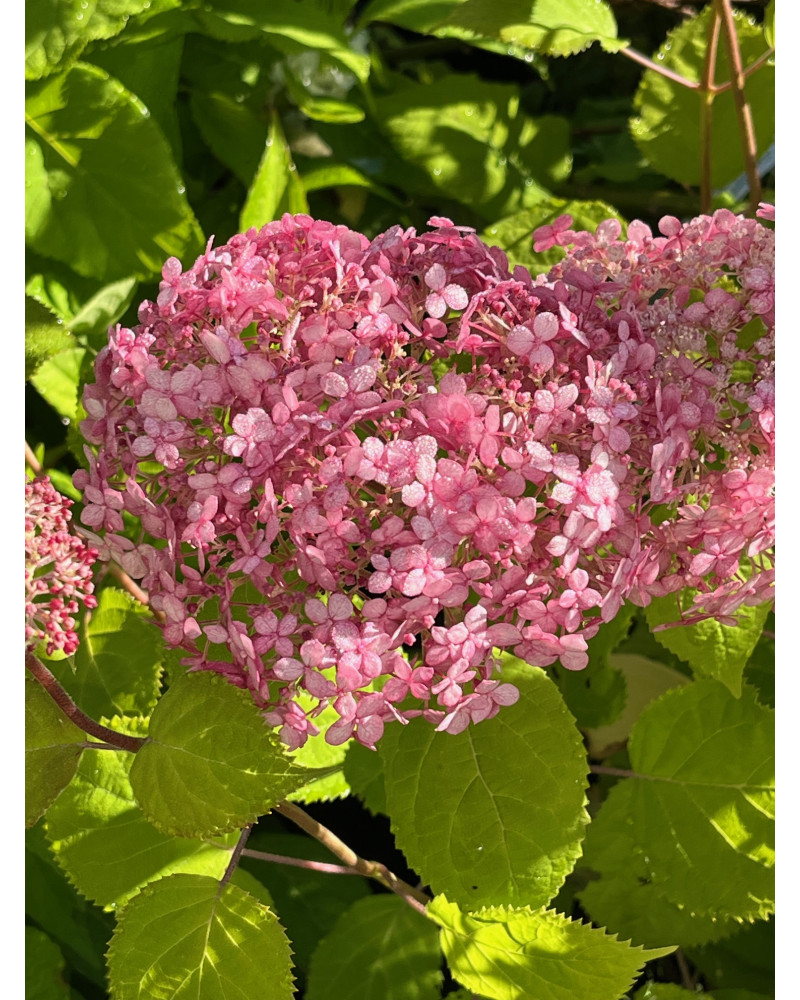 Hydrangea arborescens Pink Anabelle