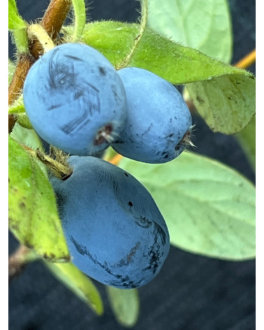 Sibirische Honigbeere, Lonicera camtschatica Pflanzhe