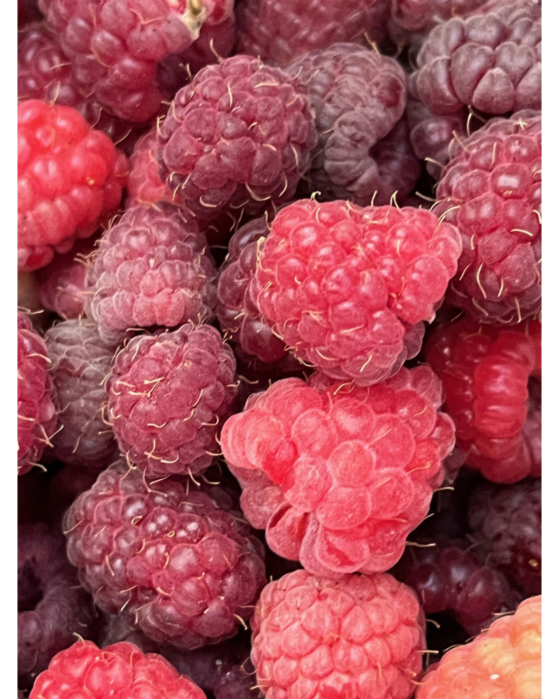 Himbeere Glen Ample (Rubus)