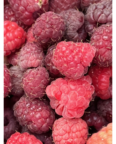 Himbeere Glen Ample (Rubus)