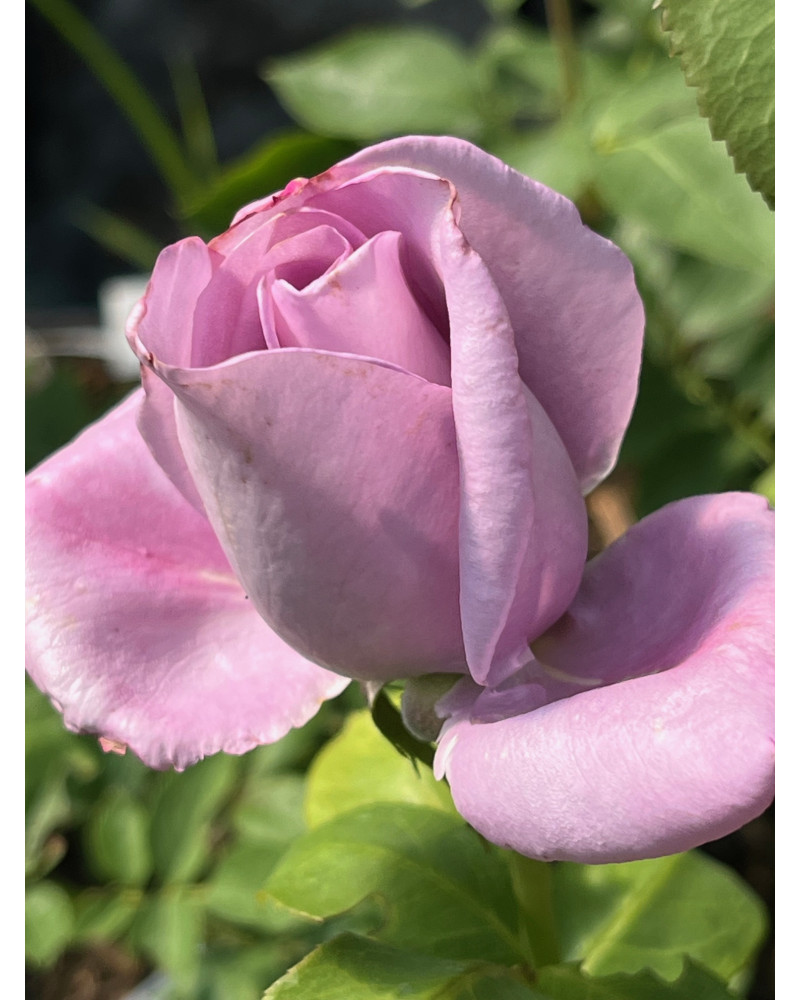 Rosa Mainzer Fastnacht