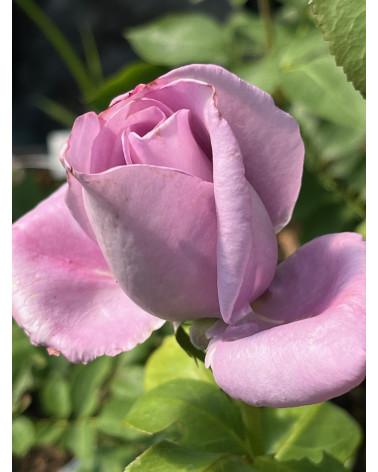 Rosa Mainzer Fastnacht