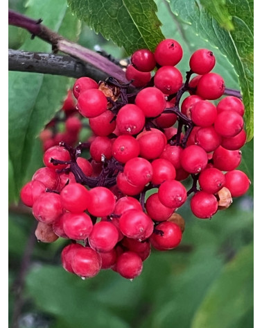 Sambucus racemosa, Traubenholunder