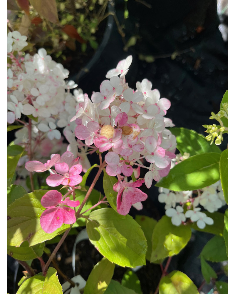 Hydrangea Vanille Fraise, Vanille Fraise Rispenhortensie