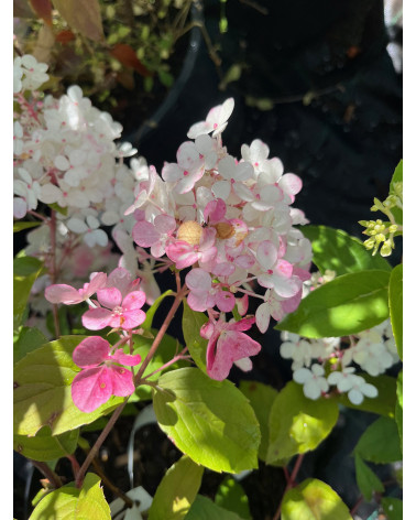 Hydrangea Vanille Fraise, Vanille Fraise Rispenhortensie
