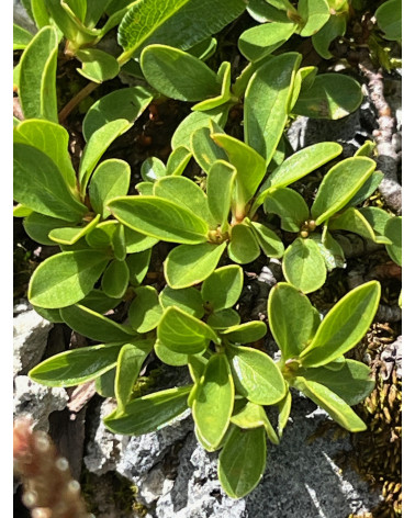 Salix retusa Typ Engadin