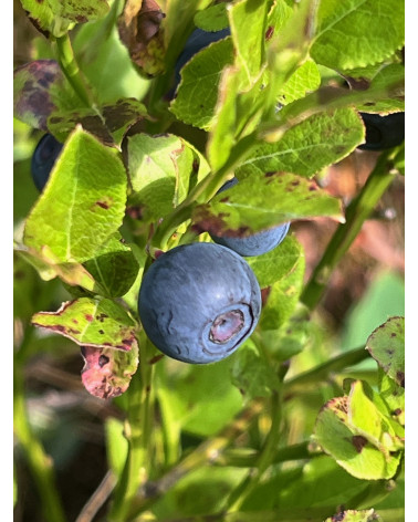 Vaccinium myrtillus T11