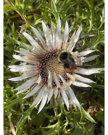 Carlina acaulis, Silberdistel