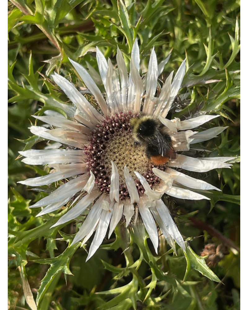 Carlina acaulis, Silberdistel