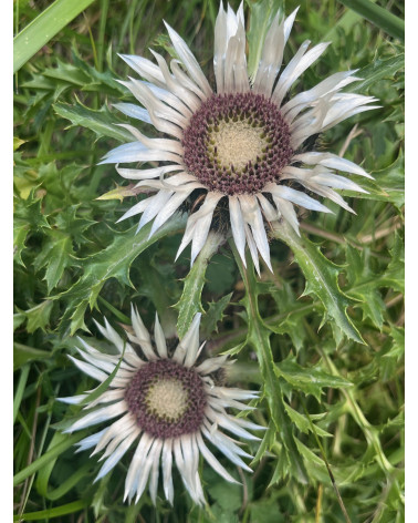 Carlina acaulis, Silberdistel