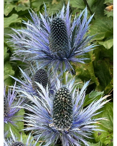 Eryngium alpinum, Blaudistel, Mannstreu
