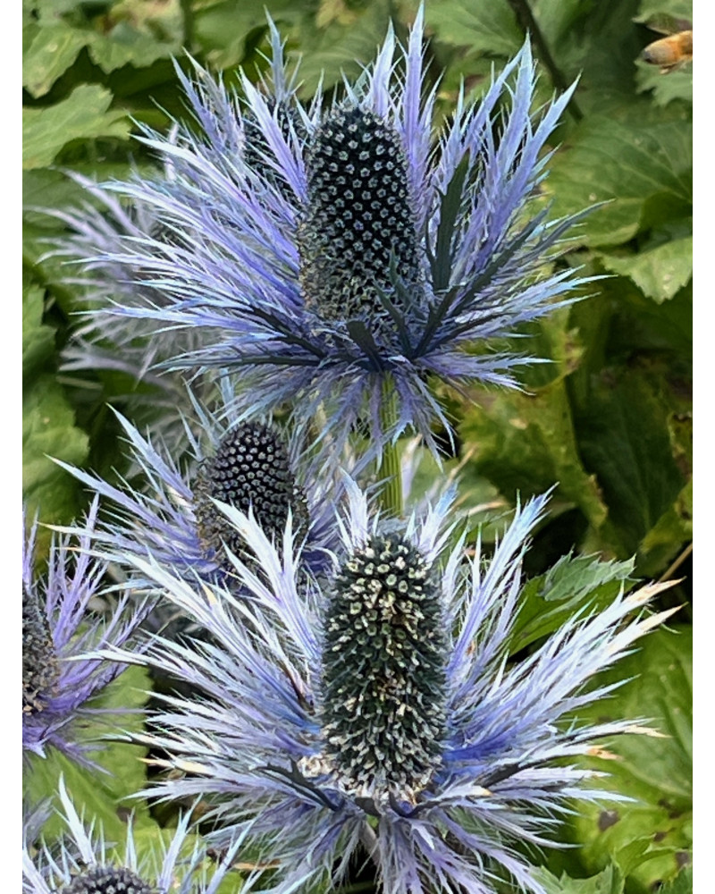 Eryngium alpinum, Blaudistel, Mannstreu