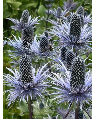 Eryngium alpinum, Blaudistel