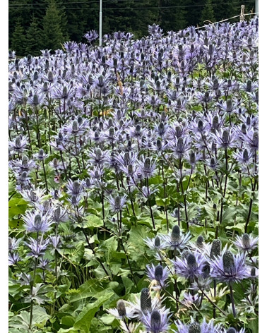 Eryngium alpinum, Blaudistel