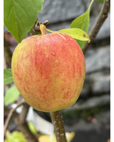 Gravensteiner Apfel Malus