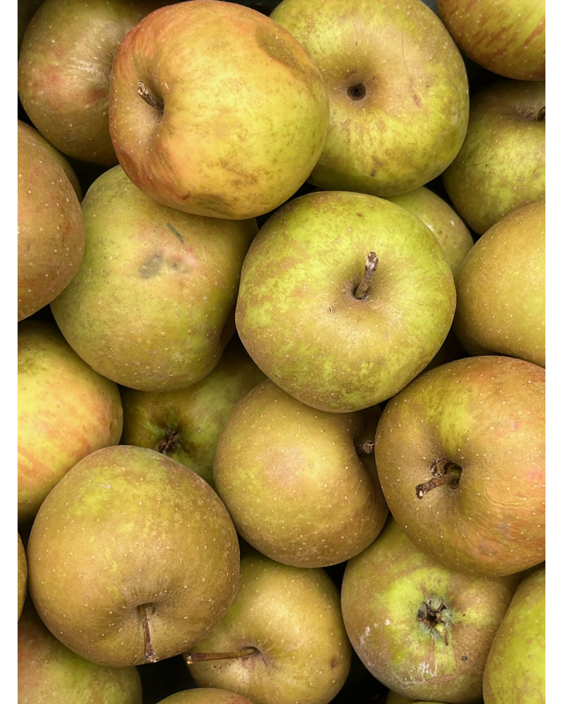 Schöner von Boskoop Schöner von Boskoop
