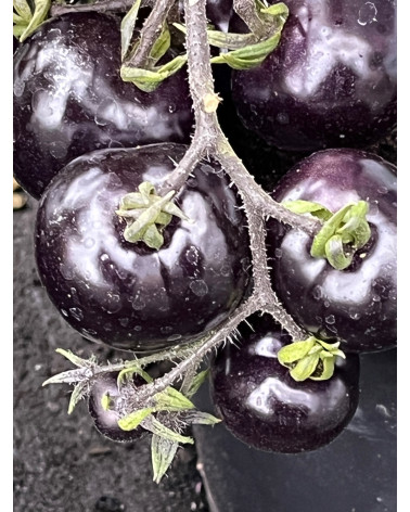 Blaue Tomate