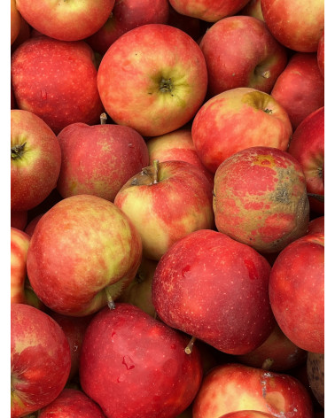 Elstar Apfel