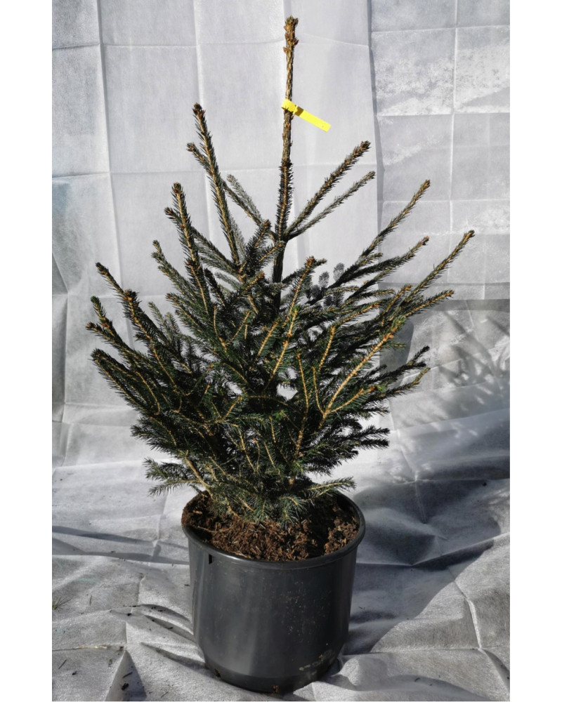 Fichte - Picea im Topf 110/125 cm