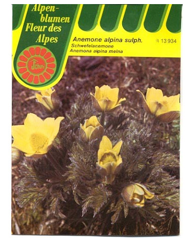 Schwefel-Anemone, Anemone sulphurea Samen