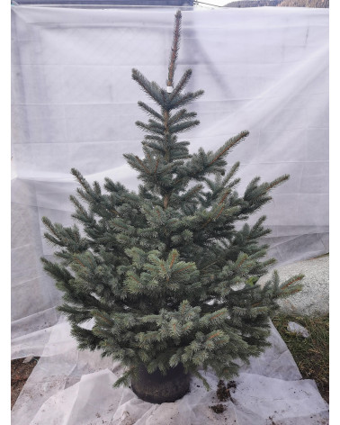 Blautanne im Topf 155/175 cm