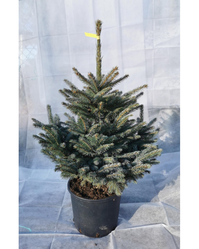 Blautanne im Topf 90/105cm 