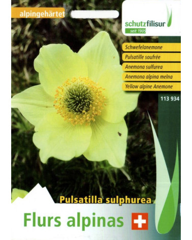 Schwefel-Anemone, Anemone sulphurea Samen