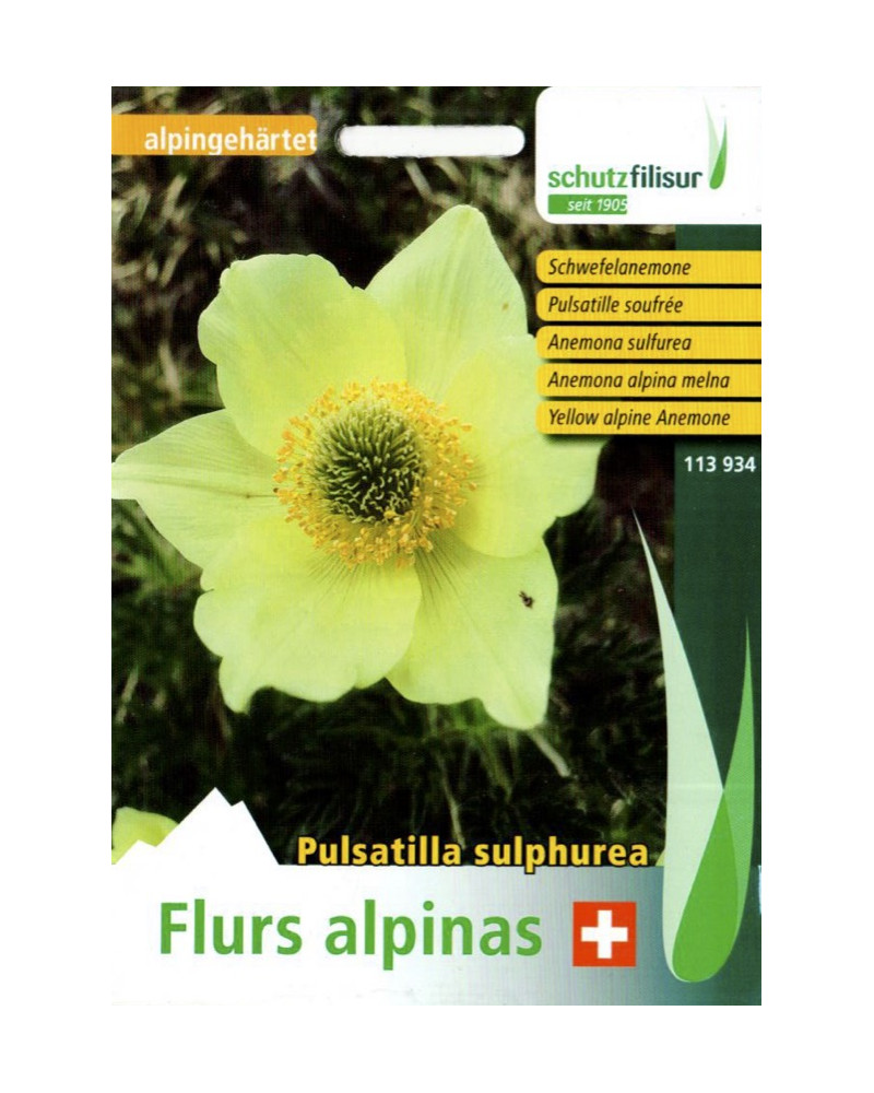 Schwefel-Anemone, Anemone sulphurea Samen