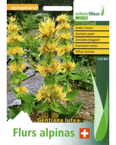 Gentiana lutea Samen