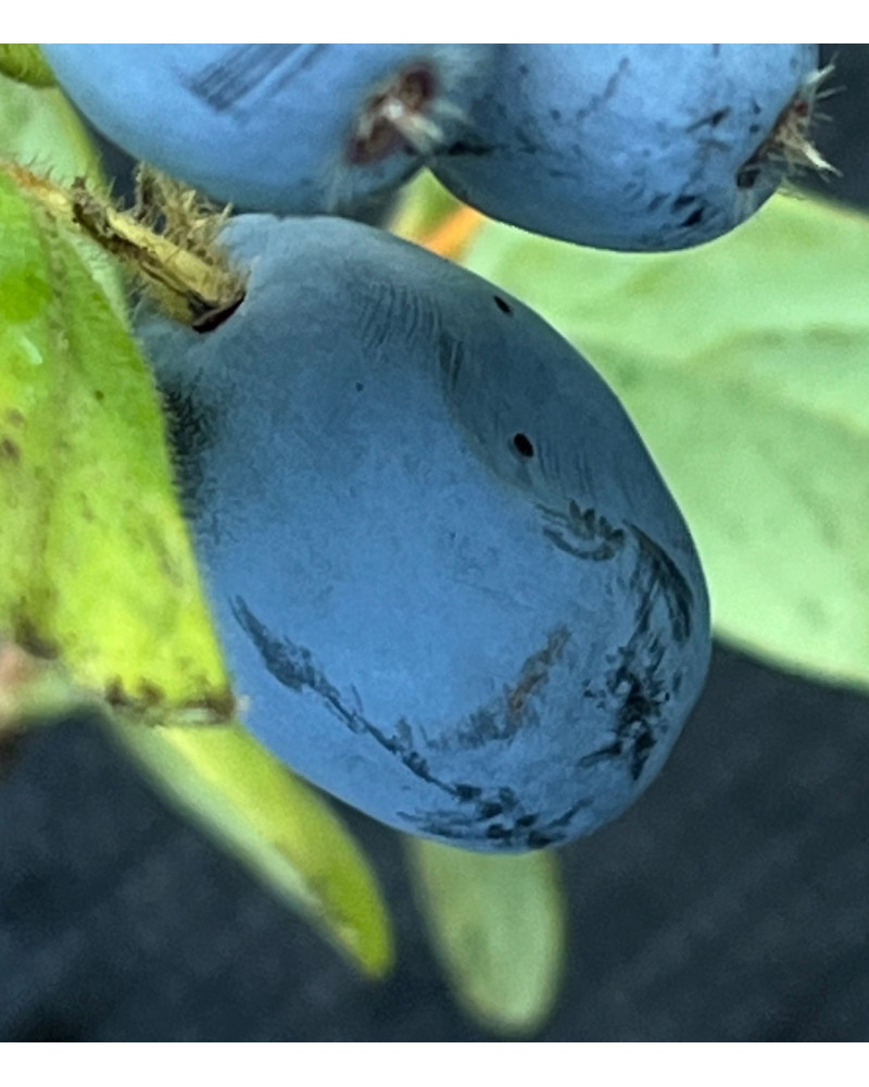 Sibirische Honigbeere REBEKA, Lonicera camtschatica Pflanze
