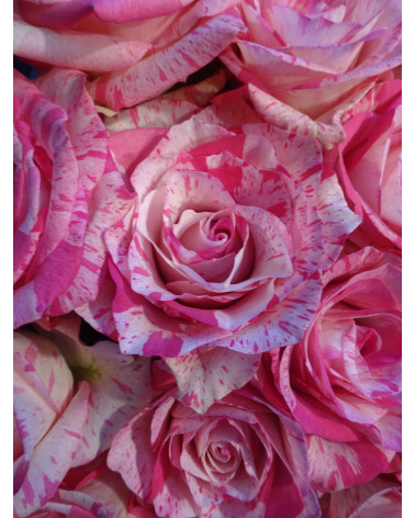 Rosa Deep Impression