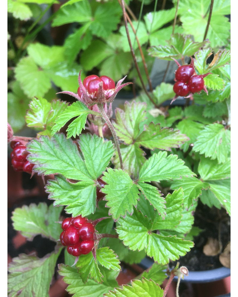 Arktische Himbeere Sverige