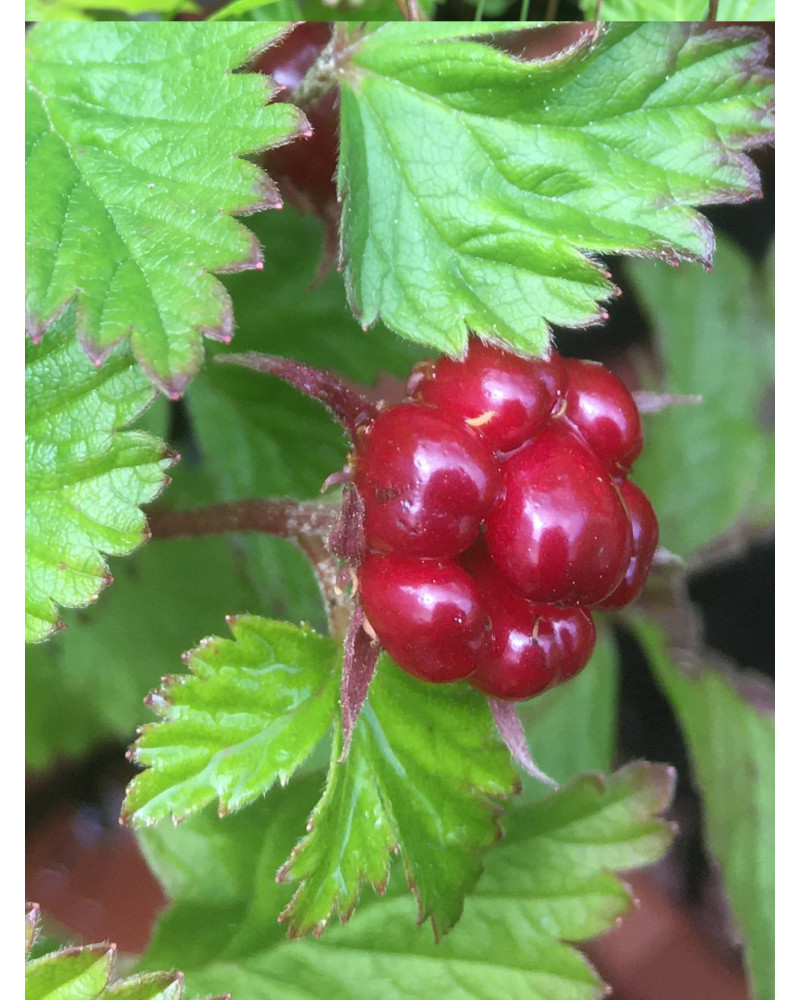 Arktische HImbeere SUOMI